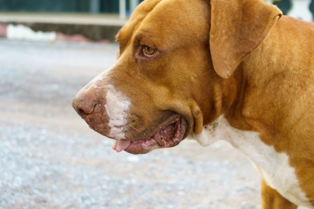 Notfall Magendrehung beim Hund: Symptome rechtzeitig erkennen und sofort handeln!